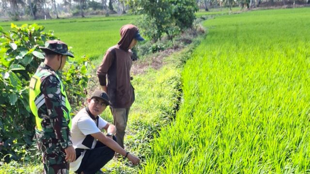 Wujudkan Cita Petani Lurah Bentenge Kawal Sosialisasi Pertanian bersama PPL dan BPP Kementerian  Pertanian
